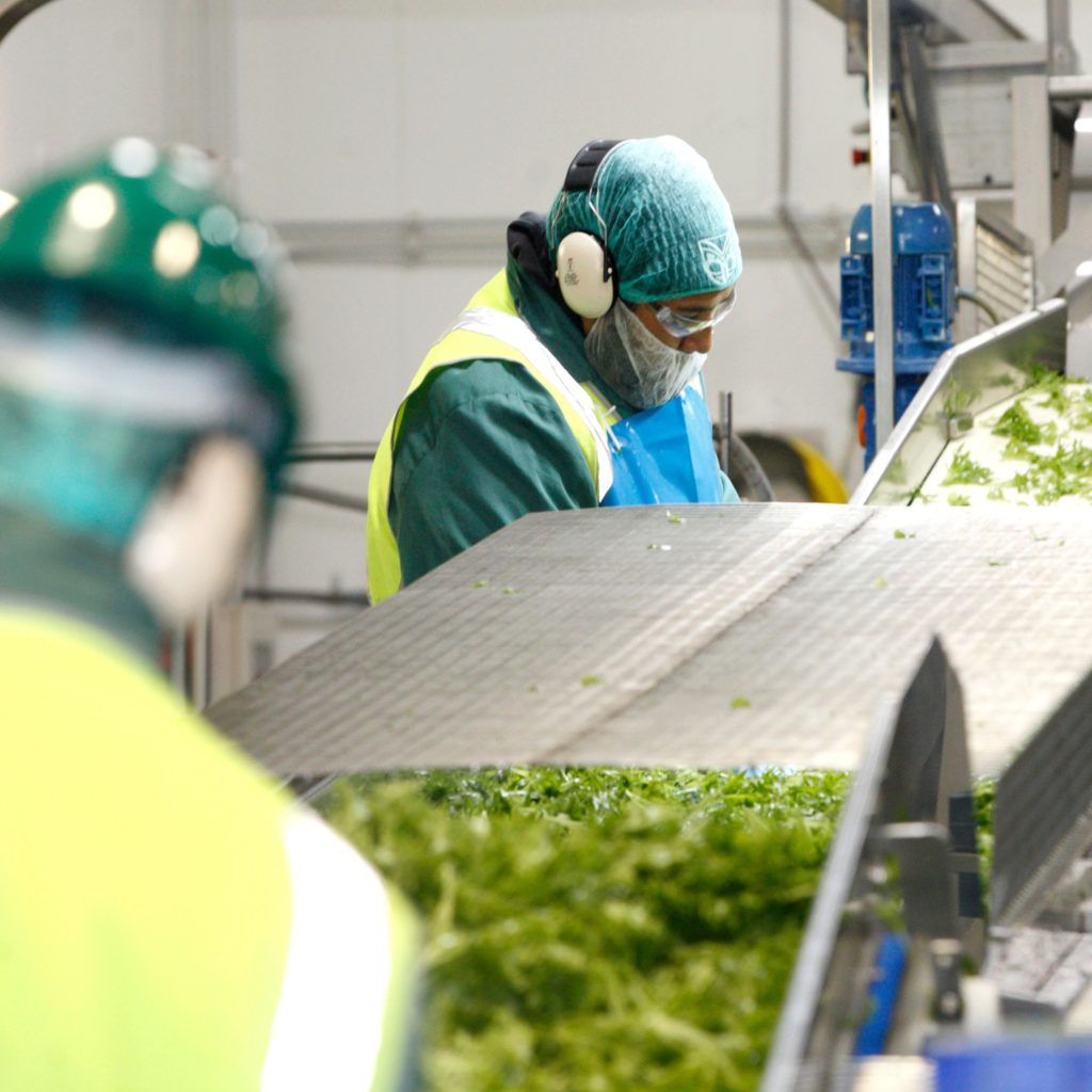 Team members in our temperature-controlled facility inspecting produce.