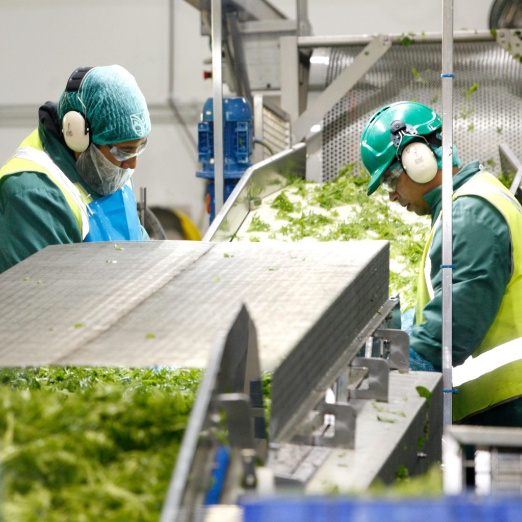 Team members washing and trimming, every stage monitored to ensure hygiene, food safety standards, and consistency. Contact One Harvest for career opportunities