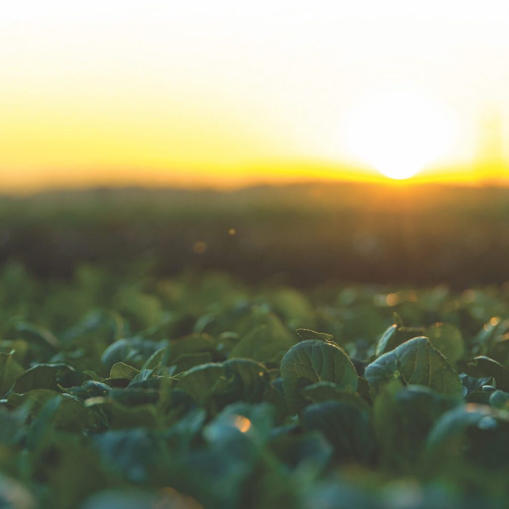 One Harvest sustainability approach balances long-term business success with positive outcomes for people, planet, and communities.