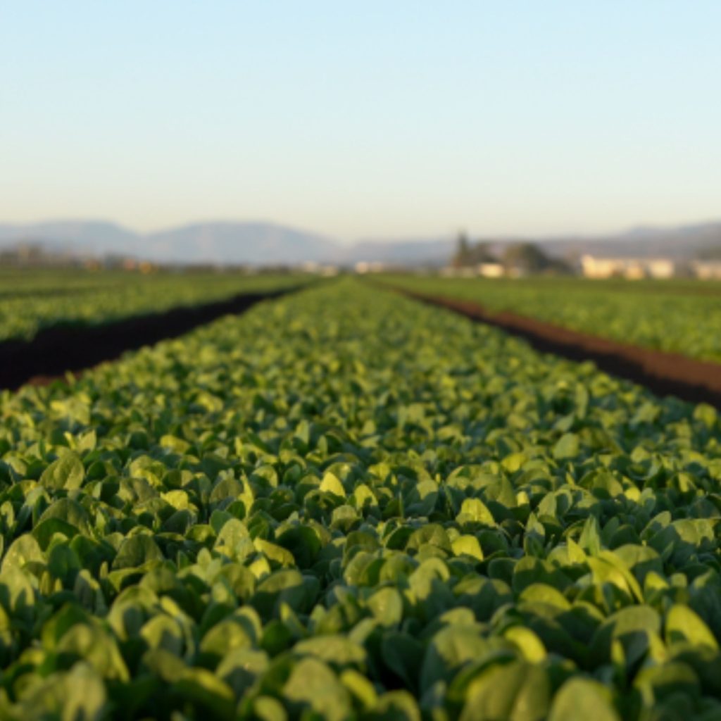 One Harvest works with its nationwide network of growers to ensure fresh quality products meeting food safety standards