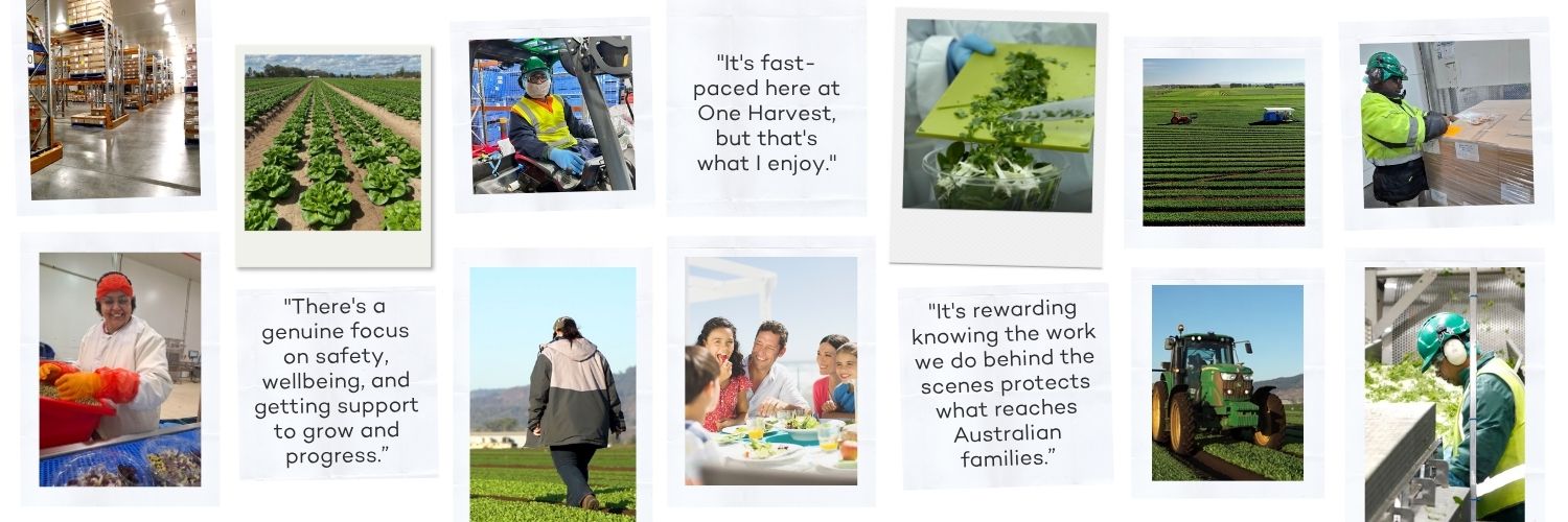 Find your place at One Harvest - family-owned fresh produce manufacturer employer